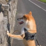 Sport Dog Training Collar Sleek and durable SPORT DOG TRAINING COLLAR designed for active dogs, ensuring effective training and control