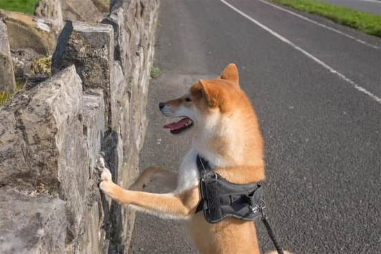 Sleek and durable SPORT DOG TRAINING COLLAR designed for active dogs, ensuring effective training and control