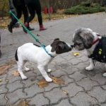 Does Neutering a Dog Help With Potty Training Does neutering a dog improve potty training success