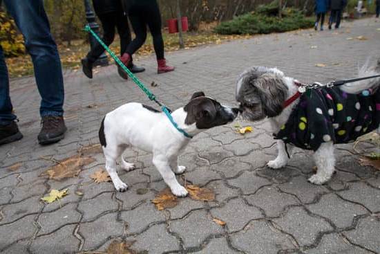 Does Neutering a Dog Help With Potty Training 1 Does neutering a dog improve potty training success