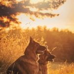 How to Train a Dog From Puppy Pads to Outside Step-by-step Guide for Successful Transition