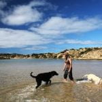 Who Trains Search and Rescue Dogs Professional K9 trainers for search and rescue dogs