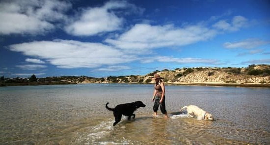 Who Trains Search and Rescue Dogs 1 Professional K9 trainers for search and rescue dogs