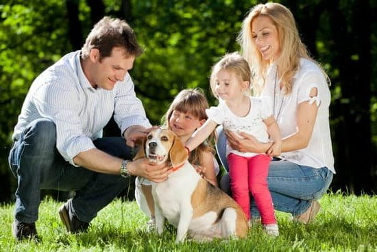 Where Can I Get My Dog Service Trained