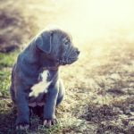 Considerations and Benefits