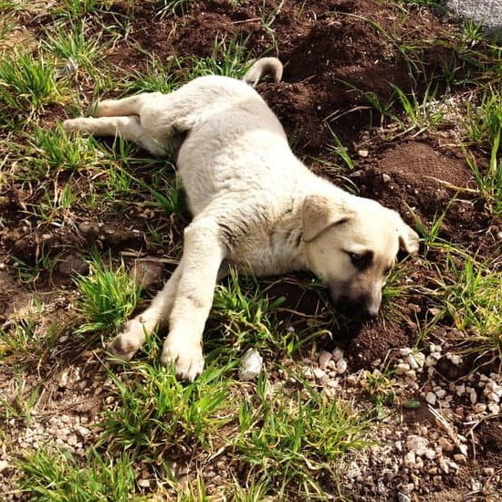 How to Obedience Train an Older Dog 1 Step-by-step guide on how to obedience train an older dog using positive reinforcement and patience