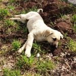 Are Puppy Training Pads Toxic to Dogs Protect your furry friend with non-toxic pee pads