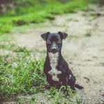 How do I train my dog to use a leash for walks