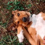 How to Train Your Dog to Go to Her Bed How to train your dog to go to her bed