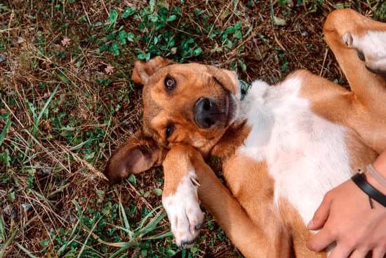 How to train your dog to go to her bed