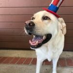 How to Potty Train a Second Dog Step-by-step guide on how to potty train a second dog in your home effectively
