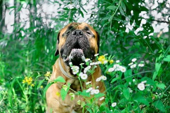 When Should a Dog Go to Obedience Training 1 Image of a well-behaved dog in a training class – When should a dog go to obedience training