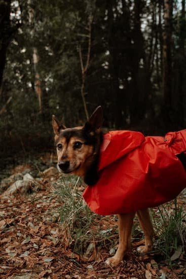 How to Train Your Dog to Rebound 1 Learn how to train your dog to rebound with positive reinforcement and consistency