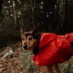 Step-by-step guide on how to train your dog on a puppy pad effectively