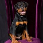 Must Love Dogs: Dog Training Dog Training - expert guidance for better behavior