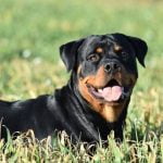 Does Costco offer dog training collars Quality, affordable options available for all breeds