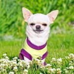 How to Train Two Dogs to Walk Together Expert Tips for Leash Training Success