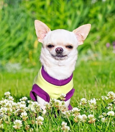 Is 3 Too Old to Train a Dog 1 Is 3 too old to train a dog Find out here