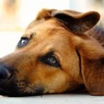 Step-by-step guide on how to train bay dogs for hunting and tracking