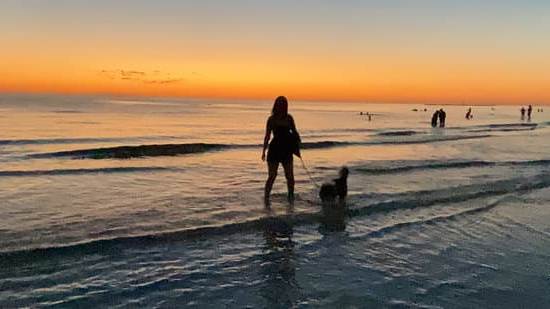 Discover the cost of dog obedience training to effectively train your pet