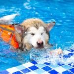 How to Train Dogo Hunt Boar Equipment, Steps, and Tips