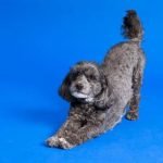 positive reinforcement and consistent potty breaks