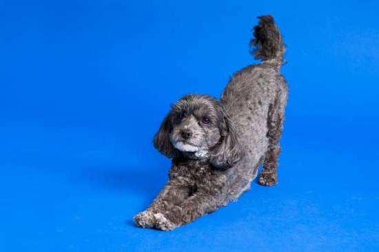 How to Train Your Dog Not to Pee in House 1 positive reinforcement and consistent potty breaks