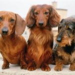 Positive Reinforcement and Consistent Training