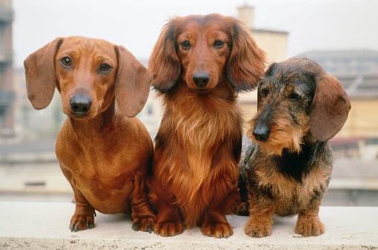 a comprehensive guide for new pet owners