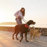 How to Train Dogs to Stop Barking at Night Train dogs to stop barking at night with positive reinforcement and consistent routines