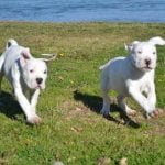 Are Shock Collars Bad for Training Dogs Potential harm of using shock collars for dog training raises ethical concerns