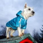 How to Train Your Dog to Brush His Teeth Positive reinforcement training with dog-safe toothpaste