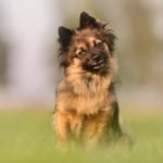 How to Train Dog Not to Hump Other Dogs positive reinforcement, redirection, and socialization techniques
