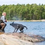 How to Train a Black Mouth Cur Dog Positive reinforcement training techniques for this loyal breed