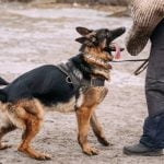 Step-by-step guide on how to train your dog to do paw tricks at home