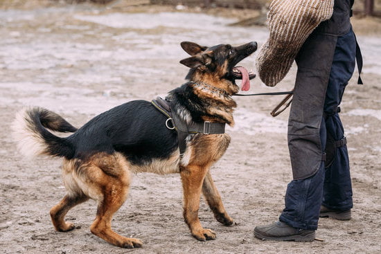 How to Train a Therapy Dog for People With Depression 1 A Step-by-Step Guide