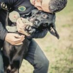 How Are Dogs Trained to Detect Drugs Learn how dogs are trained to detect drugs and their remarkable skills in action