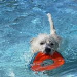 How to train a squirrel dog to coexist peacefully with pet cats