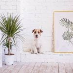 How to Train Dogs to Walk With You Step-by-step guide on how to train dogs to walk with you using positive reinforcement techniques