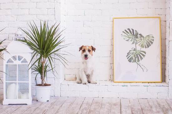 How to Train Dogs to Walk With You 1 Step-by-step guide on how to train dogs to walk with you using positive reinforcement techniques