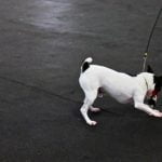 How to Train a Non Treat Motivated Dog How to train a non-treat motivated dog using positive reinforcement techniques