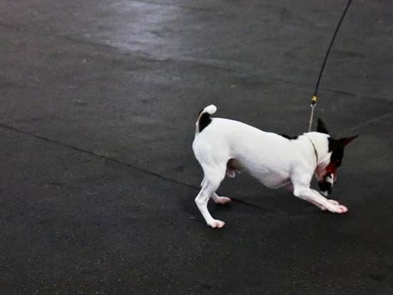 How to train a non-treat motivated dog using positive reinforcement techniques