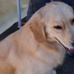 PTSD service dogs trained to provide emotional support, alert for triggers, and perform calming tasks