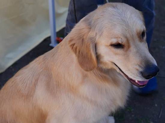 What Are PTSD Service Dogs Trained to Do 1 PTSD service dogs trained to provide emotional support, alert for triggers, and perform calming tasks