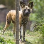 What Do Sled Dogs Do to Train Training sled dogs to run, pull, and obey commands for mushing races and winter sports