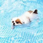 What Is the Best Place to Study Dog Training Discover the best place to study dog training with experienced trainers in a supportive environment