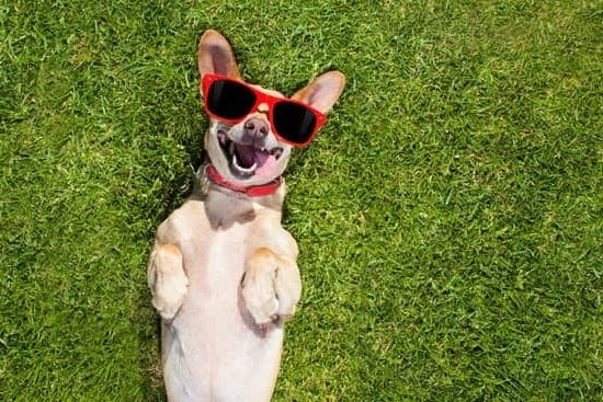 Essential for Training a Dog