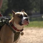 How to Train Aggressive Dogs Towards Other Dogs Techniques for Positive Encounters with Other Dogs