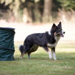 using positive reinforcement and consistent practice for success