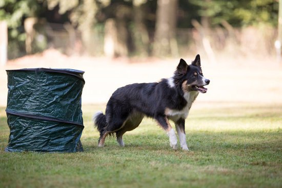 using positive reinforcement and consistent practice for success